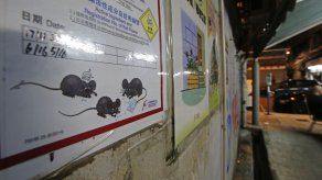Una persona contrae hepatitis por ratas en Hong Kong