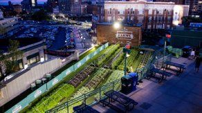Azoteas y patios son convertidos en cultivos urbanos en EEUU
