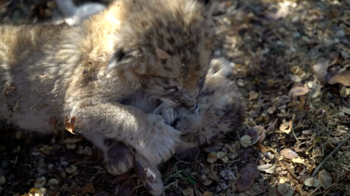 Nacen en Sudáfrica los primeros leones concebidos por inseminación  artificial