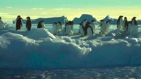 Propondrán la creación de una gran área marina en la Antártida