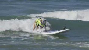 Vídeo: Los perros también surfean