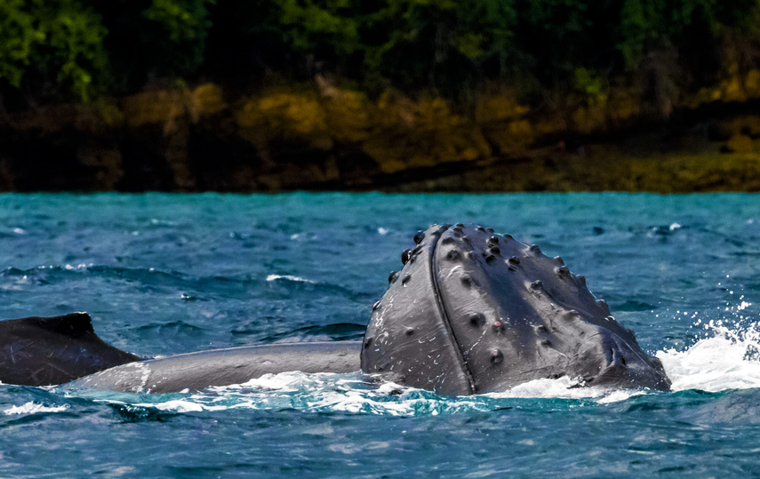 Inicia temporada de avistamiento de ballenas jorobadas