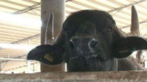 Música y masajes para búfalas productoras de mozzarella