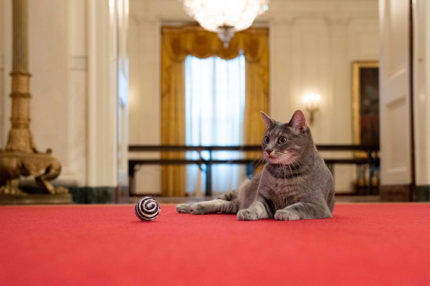 Willow es la nueva mascota de los Biden en la Casa Blanca.