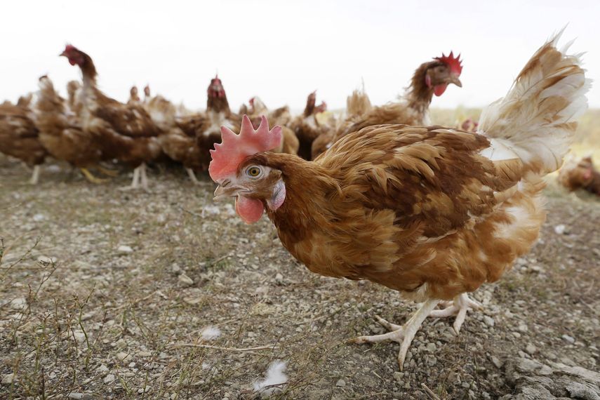 Gripe aviar infecta granja con un millón de aves en Iowa