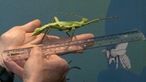 Zoológico de Londres pesa y mide a todos sus animales