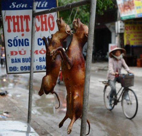 Policía descubre cientos de penes de perros en un matadero de Taiwán