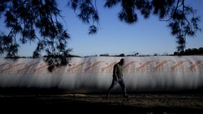 Con forma de gusanos blancos gigantes, por estos días se multiplican en los campos más productivos de Buenos Aires, Córdoba y Santa Fe.