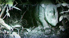Buscan salvar especie de rinoceronte de Borneo