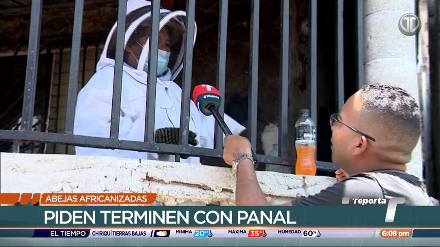 Dueño del árbol donde se encuentran las abejas africanas. 