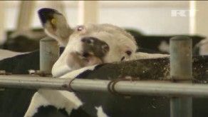 Con cuidados especiales, las vacas rusas dan más leche