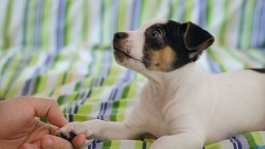 Expertos aseguran que las personas contagiadas deben evitar el contacto con los animales.