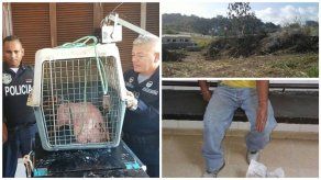Abren proceso tras quema de herbazal y muerte de un conejo pintado en Villa Lucre