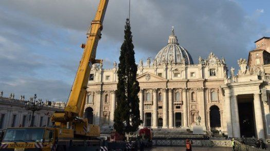 El tradicional árbol de Navidad del Vaticano llegó a la Plaza de San Pedro