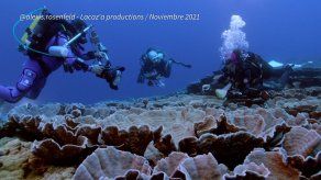 Descubren un arrecife con corales gigantes en Tahití