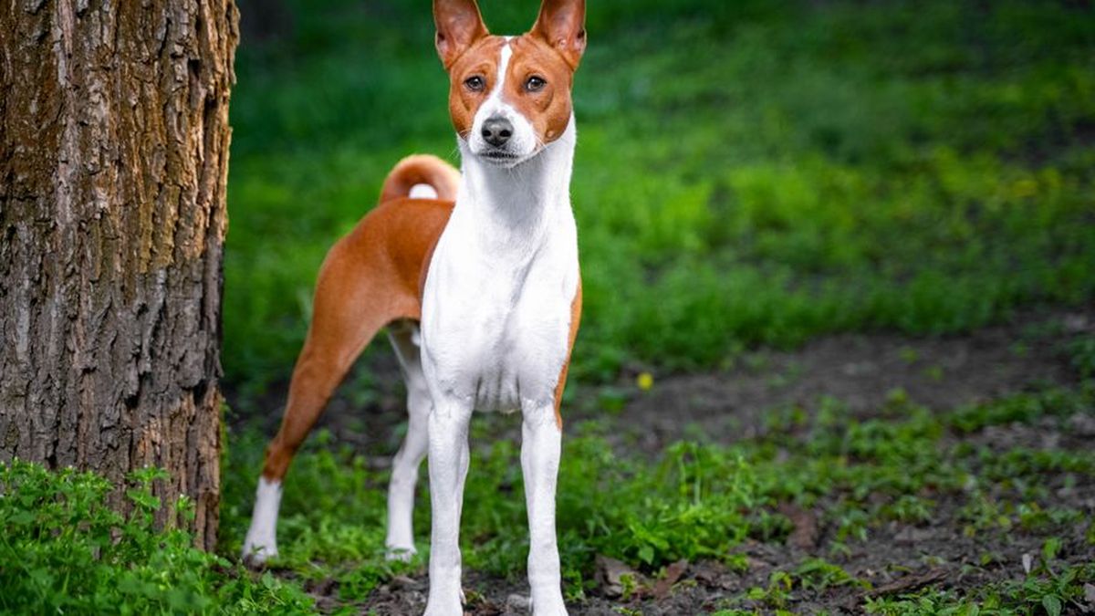 que sonido hace un perro basenji