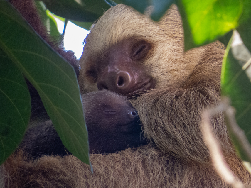 Primer bebé perezoso nacido en los jardines del Biomuseo.