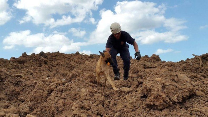 Perros realizan pruebas para convertirse en rescatistas