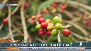 TR Verde: Temporada de cosecha de café