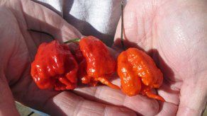 Guinness: El chile más picante se cultiva en EEUU