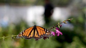 Mariposas monarca sacan provecho de la sequía en California