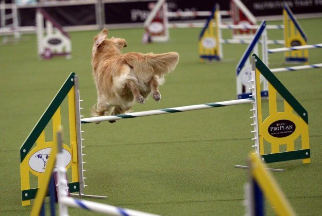 Perros muestran sus habilidades en concurso