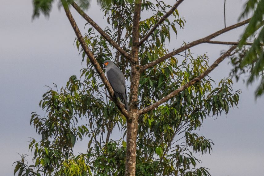 Encuentran en Papúa Nueva Guinea un ave amenazada de la que no se tenían registros desde 1969.