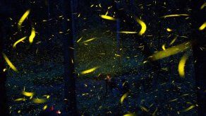 Granjeros en México usan luciérnagas para salvar el bosque