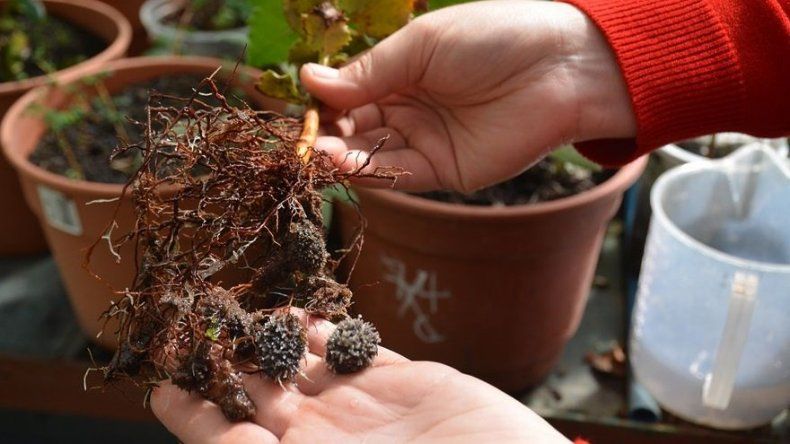 Científica chilena estudia plantas nativas para restaurar suelos volcánicos