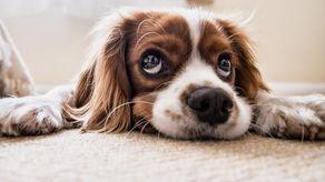 5 causas de intoxicación en las mascotas