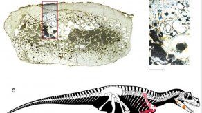 El dinosaurio depredador grande más antiguo proviene de los Alpes italianos