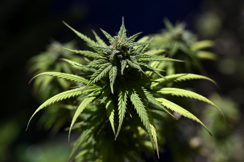 El cannabis sigue siendo la sustancia más consumida.