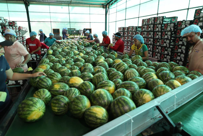 Sandías exportadas por empresas de Pamamá.