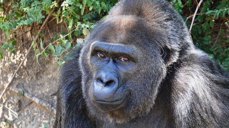 Muere Trudy, la gorila en cautiverio más vieja, a los 63