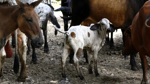 El gusano barrenador rompió la barrera que lo frenaba en Panamá. 