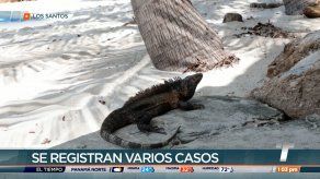 Aumentan aprehensiones por caza ilegal de animales protegidos en Los Santos