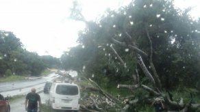 Árbol cae sobre un automóvil en San Carlos
