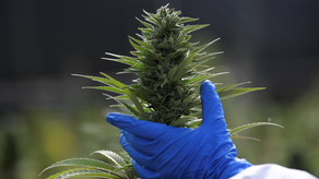 MINSA anuncia convocatoria de cannabis medicinal