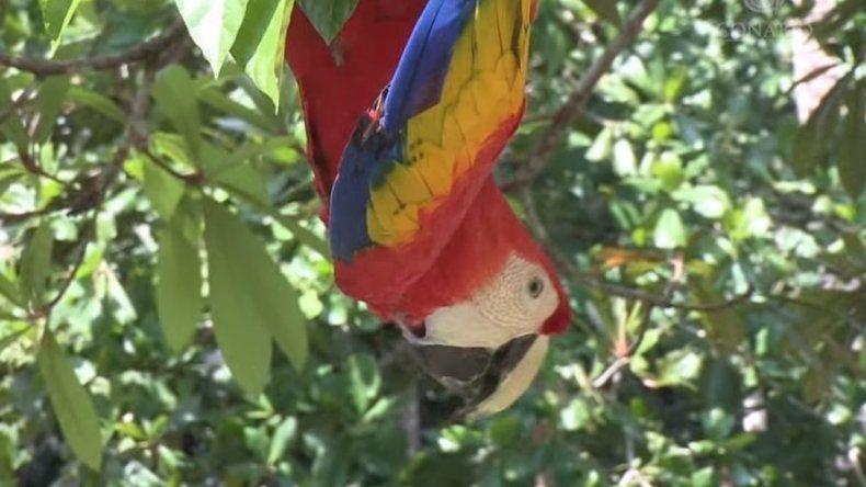 La protección a las especies se ve condicionada por su carisma