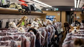 Los perros están permitidos a bordo del Shinkansen pero deben permanecer encerrados en su jaula de transporte y el peso, incluida la jaula, no debe superar los 10 kg.