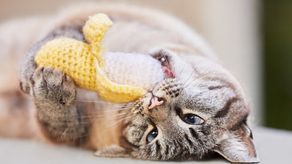 Tipos de juguetes que le pueden interesar a tu mascota