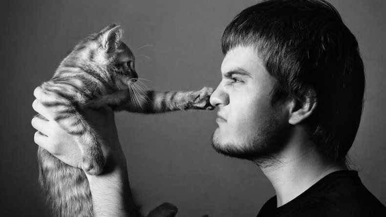 ¿Son más inteligentes los dueños de gatos o los dueños de de perros?