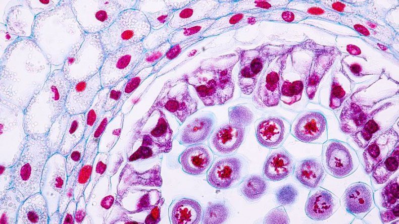 Científicos en Estados Unidos hallan una forma para reprogramar células madre
