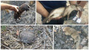 Animales mueren a causa de incendios de masa vegetal