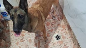 Unidad canina del SINAPROC Unidad canina del SINAPROC