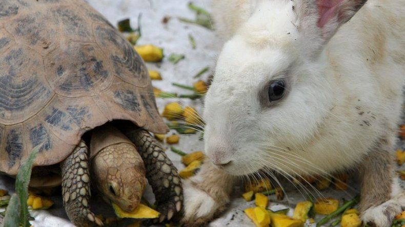 Una tortuga vence a un conejo en una carrera de esquí en China