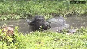 Un búfalo africano fue encontrado en Chilibre