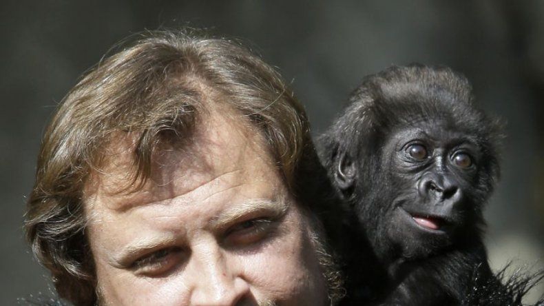 La inteligencia de los chimpancés depende de los genes, según un estudio