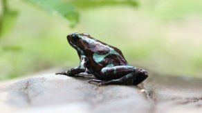Exóticas ranas venenosas se instalan en hotel a orillas del Canal de Panamá