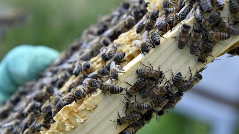 Investigan muerte de miles de abejas en Massachusetts